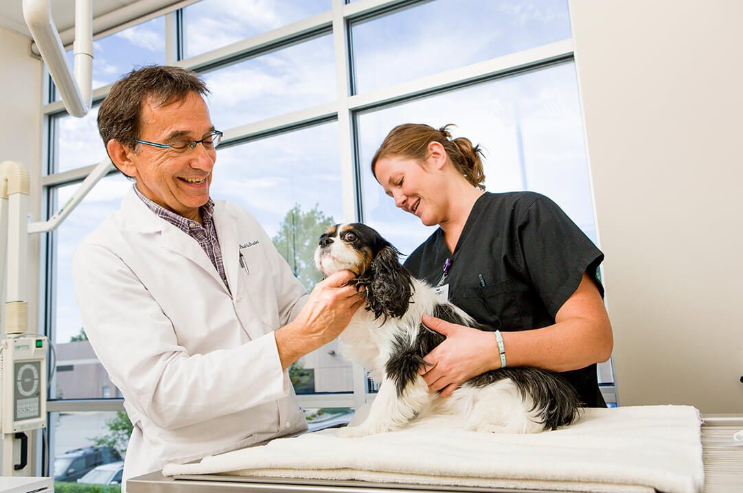 A veterinarian in a white coat and a technician examine a dog on a table.