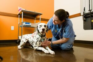 hope vet specialists