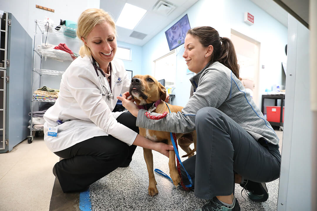 A vet and technician examine a brown dog.