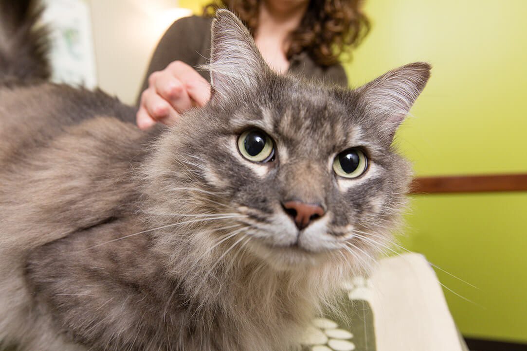 A close up shot of a grey cat with a woman behind it out of focus