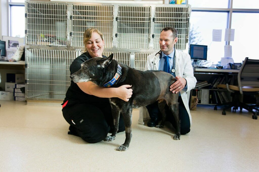 A veterinarian and technician examine a large, black dog.