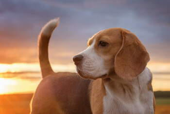 A beagle stands in a grassy field with the sun setting behind him.