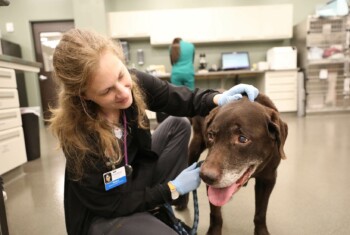 A veterinarian smiles at an old brown Labrador.