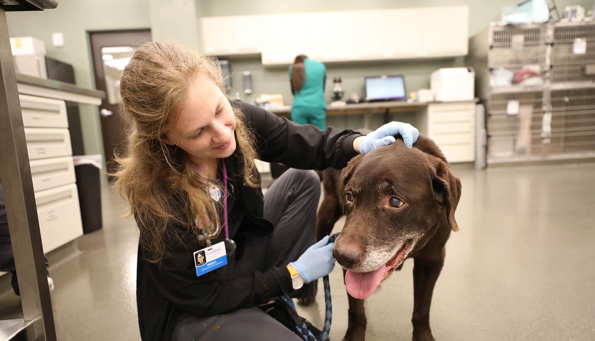 Rocky's Recovery - Bluepearl Pet Hospital