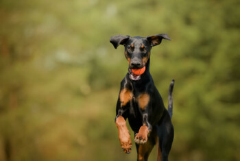 A doberman jumps in the air with a ball in its mouth.