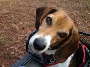 A beagle looks up.