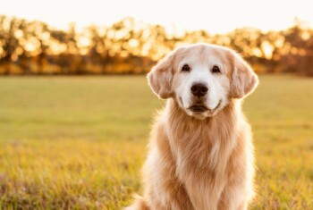 A golden retriever sits in a grassy field as the sun sets.