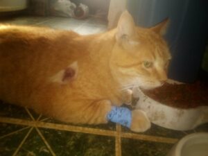 An orange cat lays next to his food dish with a bandage around his leg.