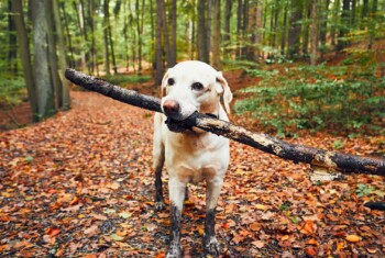 A Labrador with muddy feet carries a stick in its mouth.