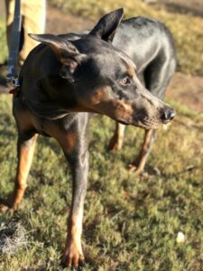 A doberman stands in the grass facing the sun.