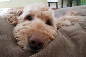 A goldendoodle lays on a brown bed