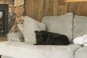 A black pit bull-boxer mix sits on a white couch.