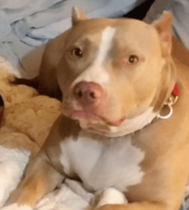 A tan and white pit bull lays on a blanket.