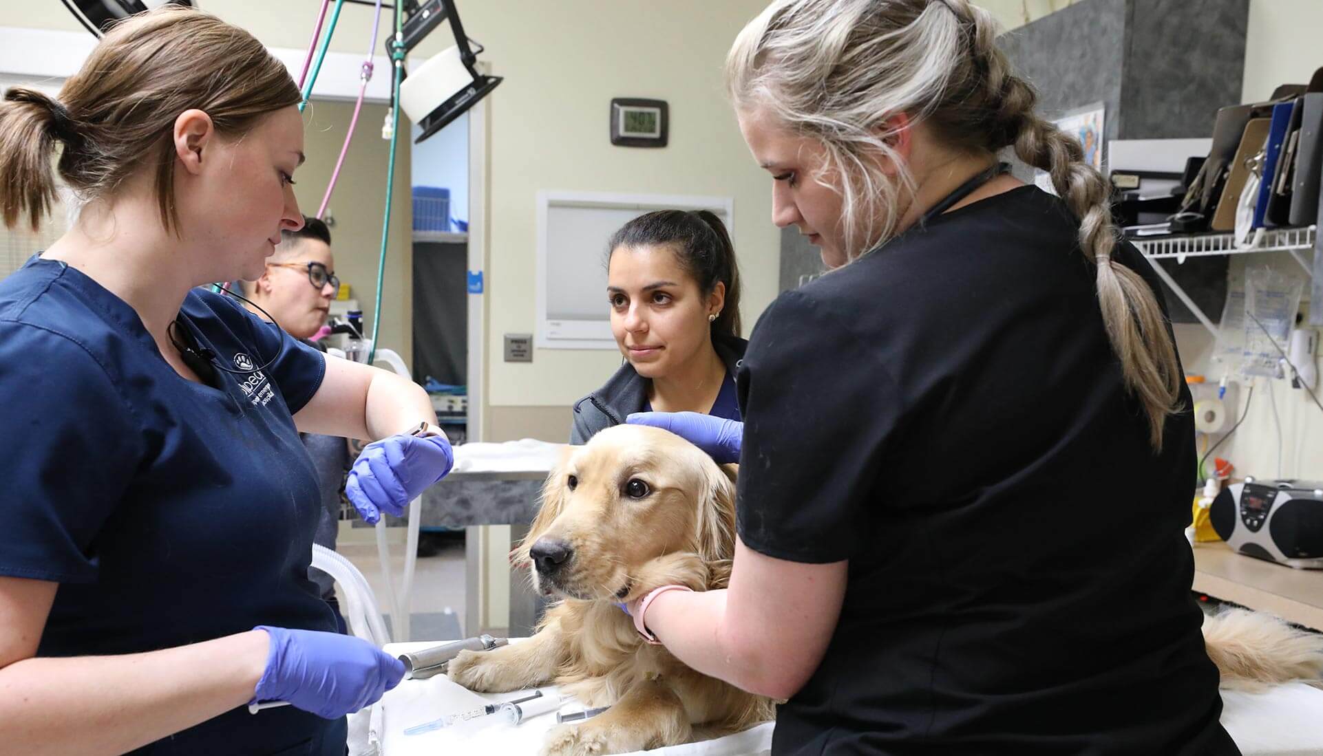 Celebrating Veterinary Technicians and Their Superpowers - BluePearl ...