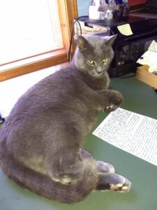 A grey cat sits on a desk by a sheet of paper.