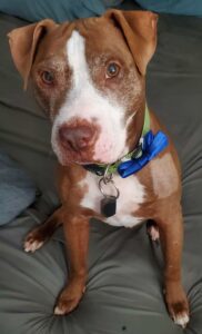 A brown and white dog sits up on his bed.