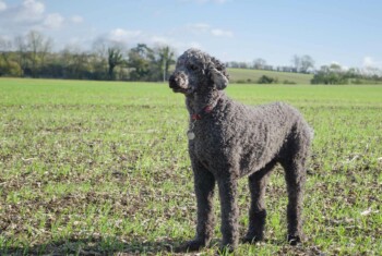 A black poodle stands in a field of grass