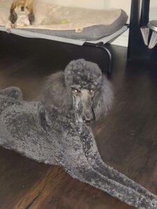 A grey standard poodle lies on the floor.