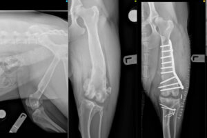 X-rays show 3d printed bones.