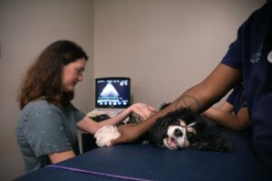 A cocker spaniel gets an echocardiogram.