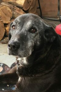 A black dog has grey on her face.