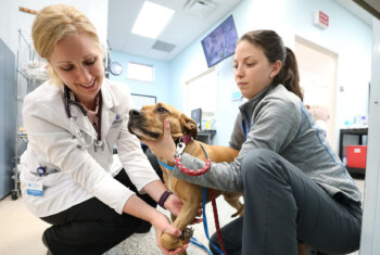 A veterinarian in a white coat and an assistant examine a dog.