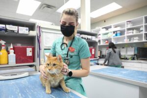 A blond vet tech in green scrubs holds and orange tabby cat.