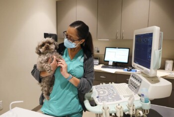 A technician in green scrubs holds a small dog.