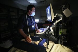 A veterinarian wearing a mask perfumes an ultrasound on a cat.