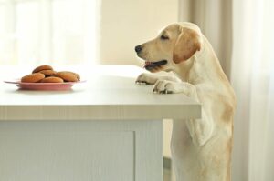 A young Labrador stands up and looks at a plate of cookies.