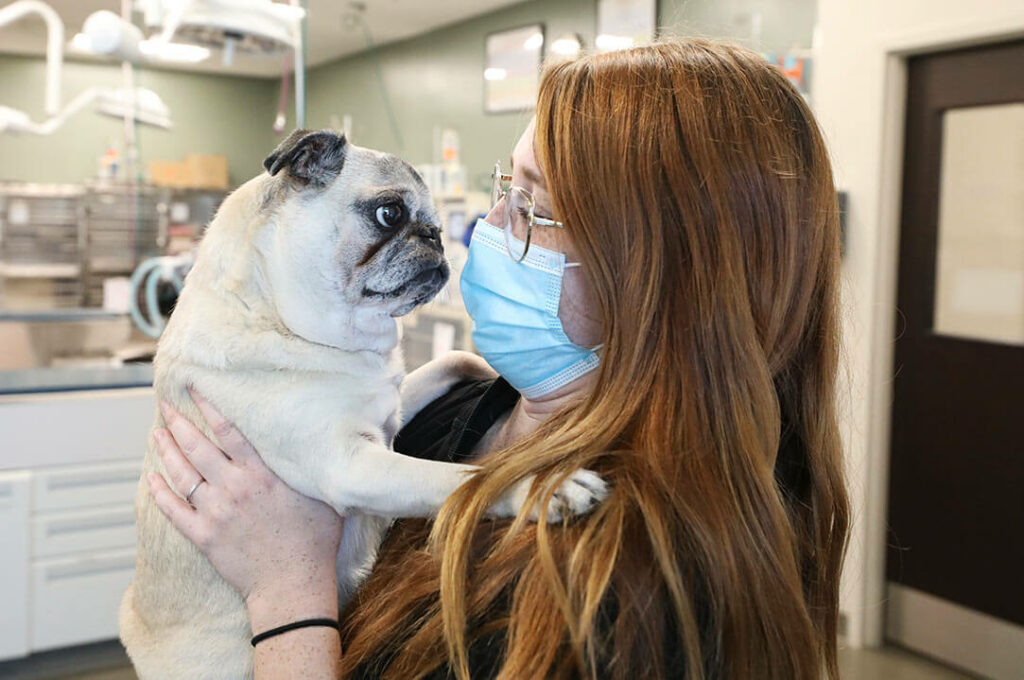 A female vet tech with long red hair and a pug look at each other.
