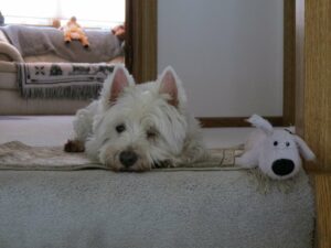 A white Westie lays at the top of the stairs with a toy dog.