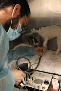 A technician takes a puppy's blood pressure.