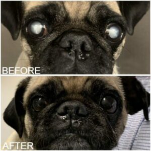 A pug is shown with cataracts and after cataract removal.