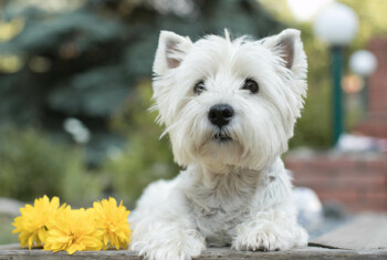 A white western terrier lays next to yellow flowers.