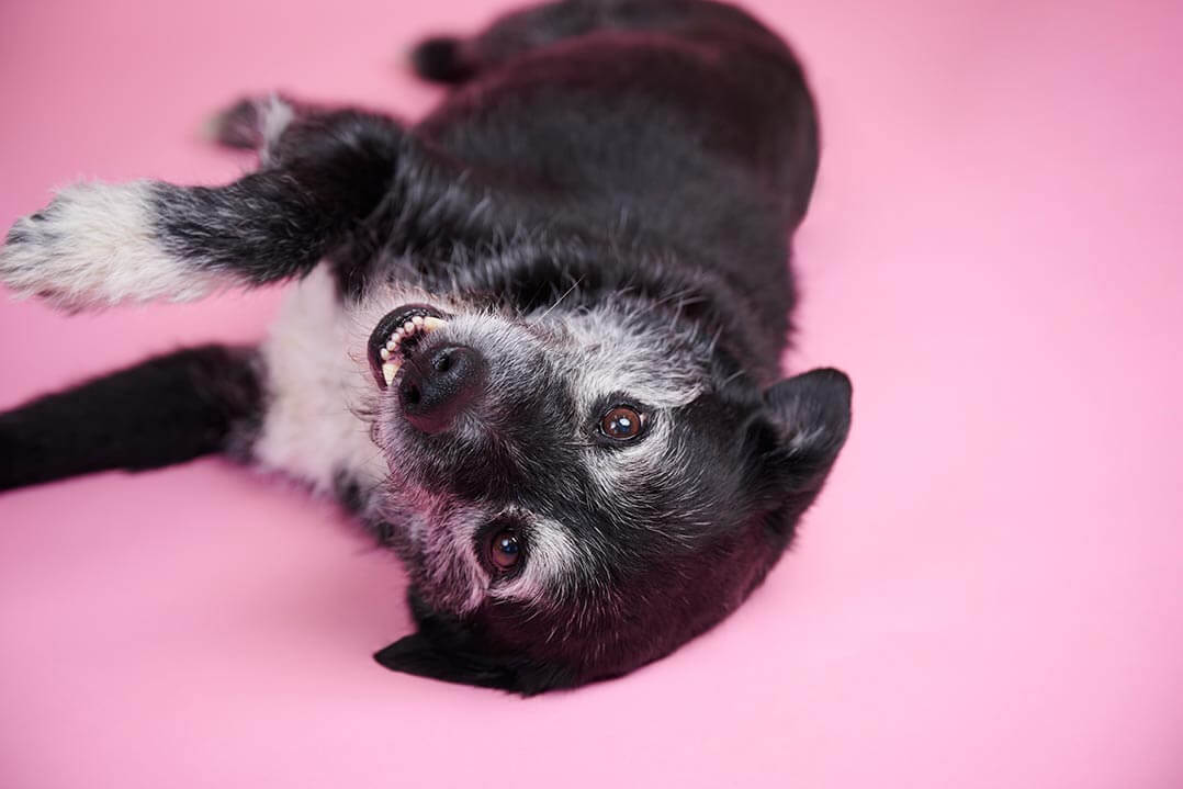 A black and white dog lays on a pink background.