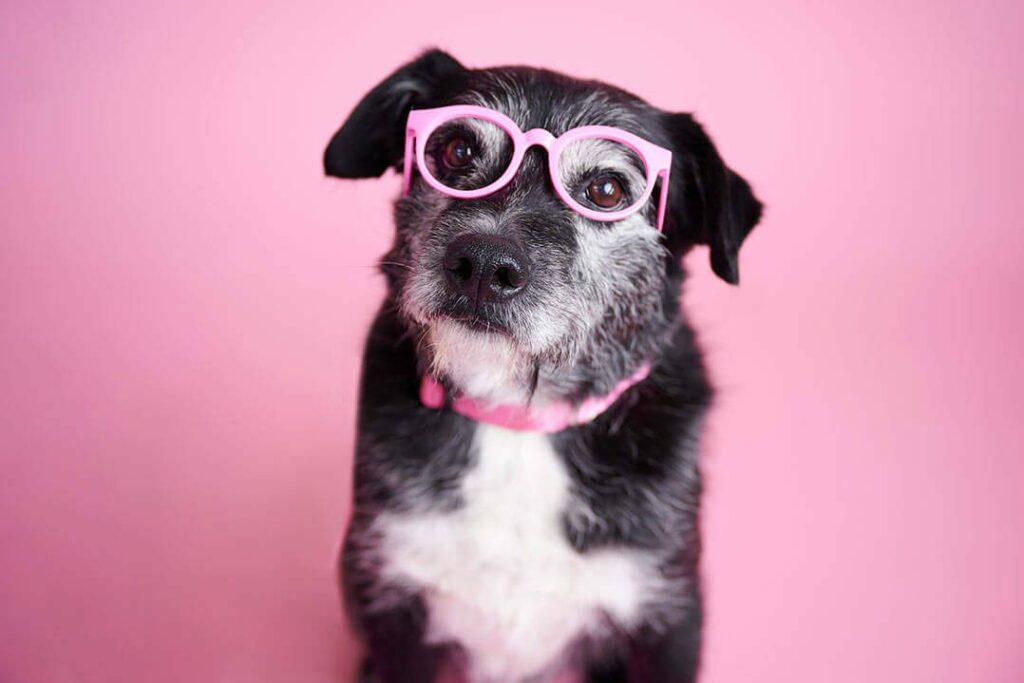 A black and white dog wears pink rimmed glasses.