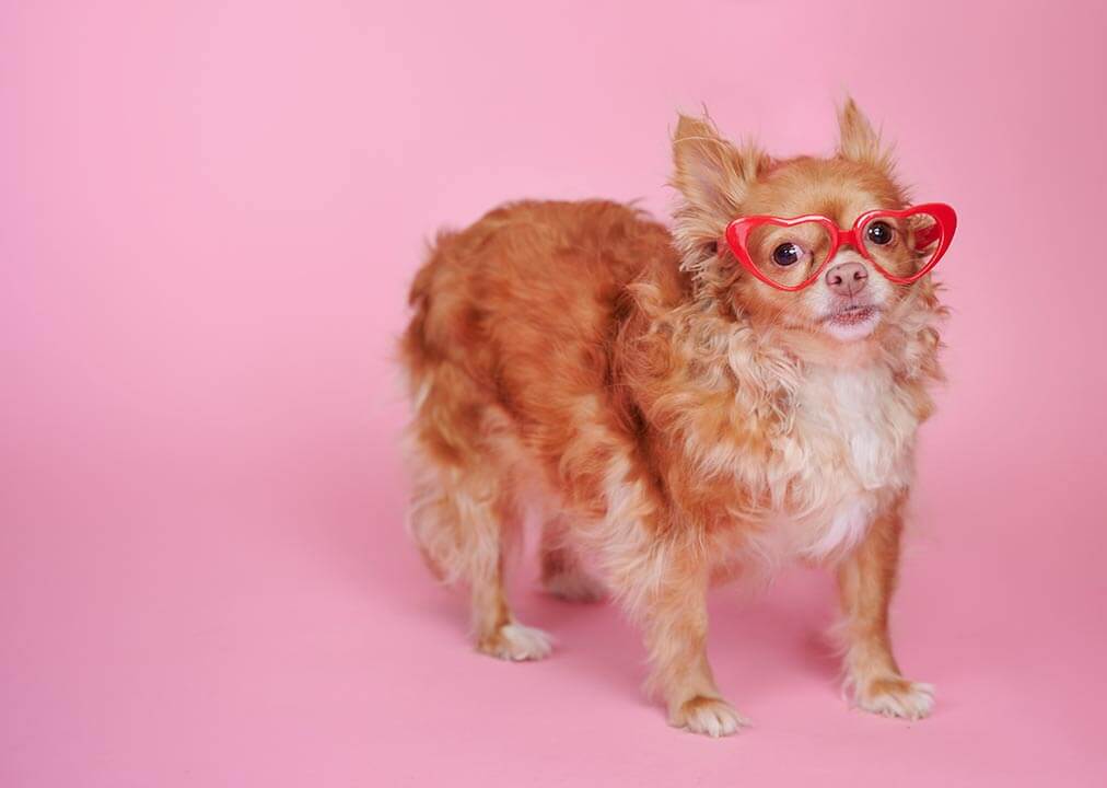 A small brown dog wearing red heart rimmed glasses stands against a pink background.