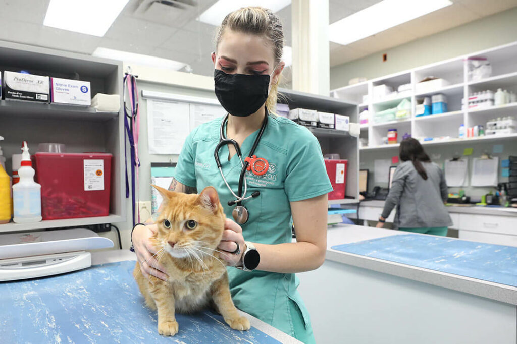 A masked vet tech holds an orange cat on the counter.
