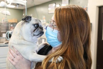 A vet tech wearing a face mask holds a pug