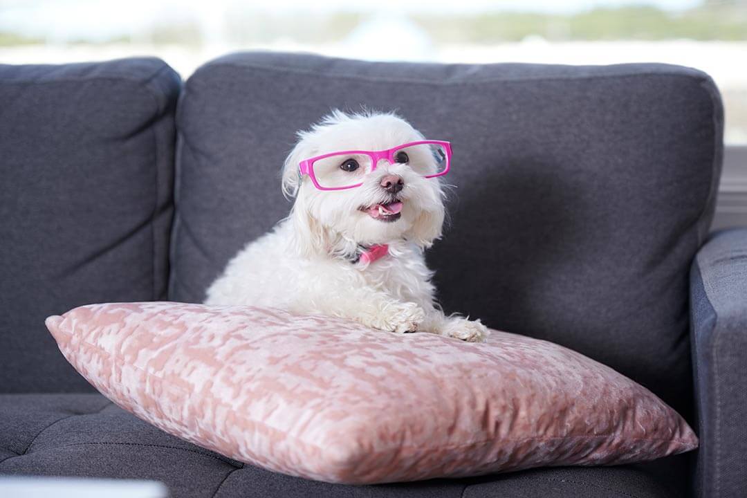 A white dog wearing pink glasses sits on a pink pillow.