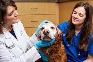 A veterinarian and a vet tech examine a golden retriever in the dermatology service at BluePearl in Port Washington.