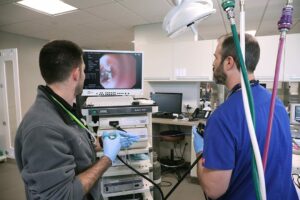 Two veterinarians examine the video feed of an endoscopy.