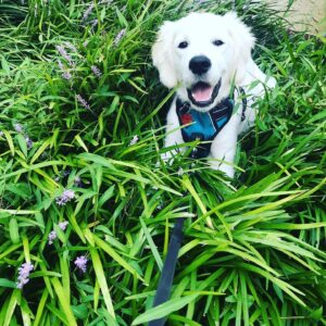 White puppy wearing a harness and laying in the grass