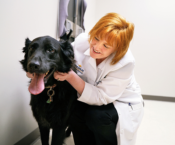 A vet examines a black labrador retriever as part of the oncology department at BluePearl in Port Washington.