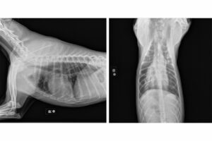 A side by side x-ray shows a dogs body.