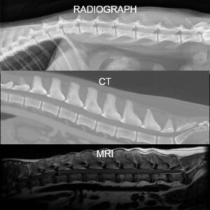 A side by side comparison of different imaging modalities on a spine.