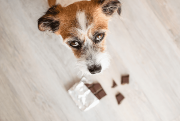 Dog looks up at camera with chocolate below him