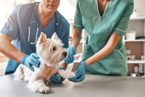 Two veterinarians bandage a white terrier's leg.