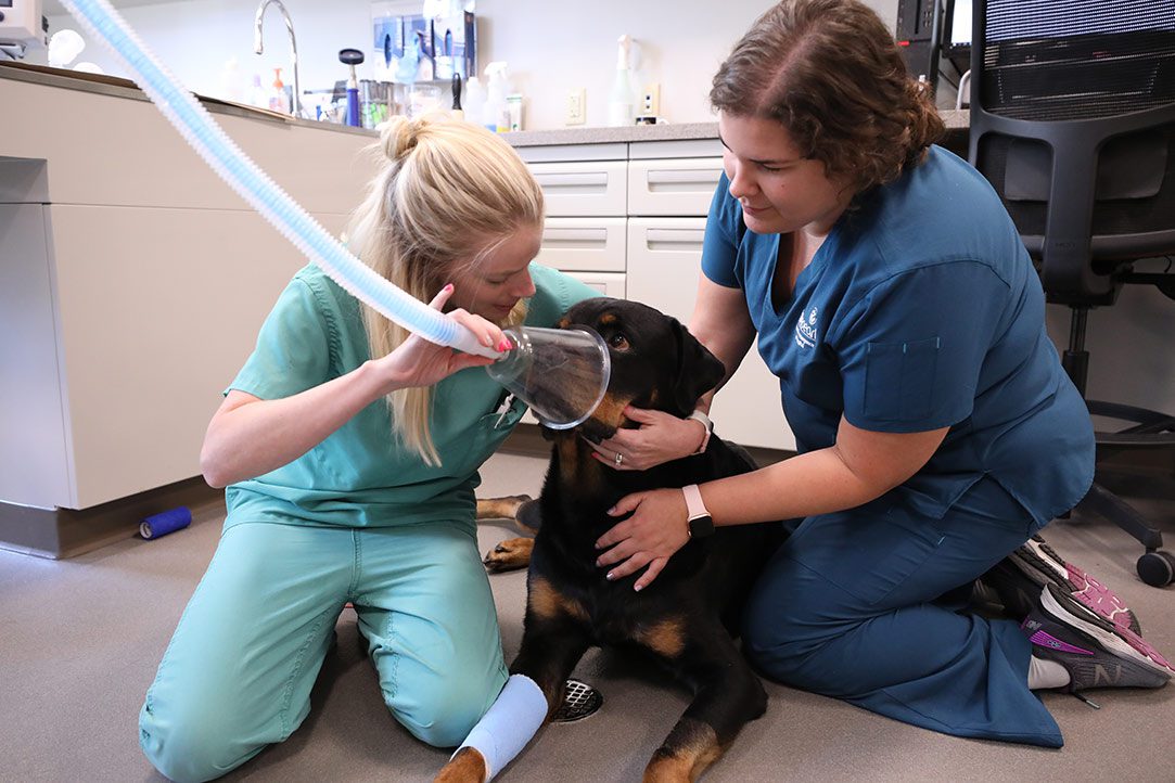 A veterinarian and technician give oxygen to a large black dog. Oxygen is a treatment for pneumonia in dogs and cats.